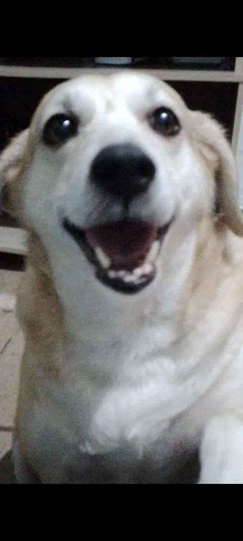 Cachorro raça SRD-ViraLata idade 6 ou mais anos nome Mel