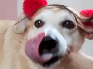 Cachorro raça SRD-ViraLata idade 6 ou mais anos nome Mel