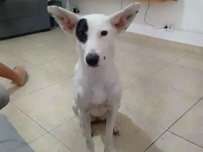 Cachorro raça SRD-ViraLata idade 6 ou mais anos nome Carey 