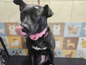 Cachorro raça SRD-ViraLata idade 2 a 6 meses nome Pandora