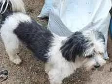Cachorro raça Shitzu idade 2 a 6 meses nome nao sei