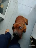 Jake