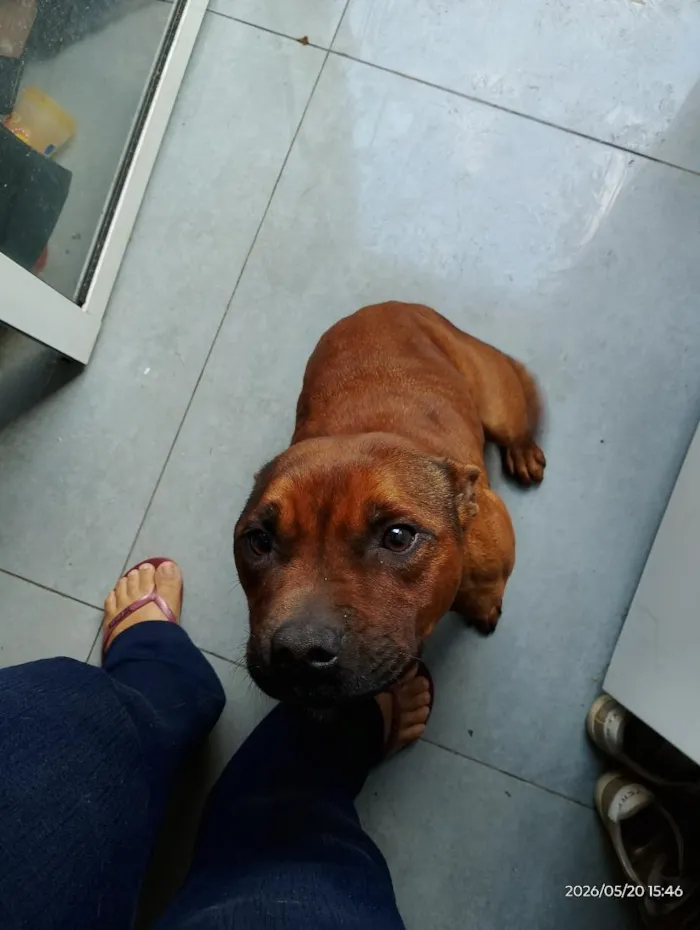 Cachorro raça Pit-Bull idade 2 anos nome Jake