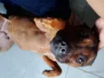 Jake