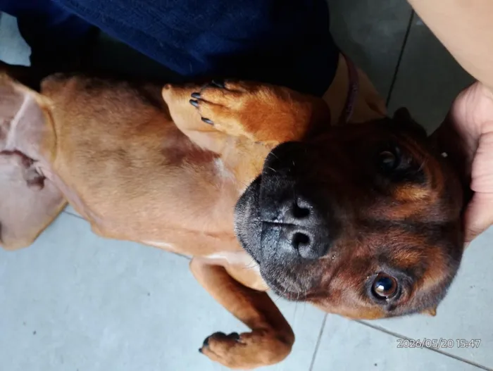 Cachorro raça Pit-Bull idade 2 anos nome Jake