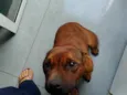 Jake