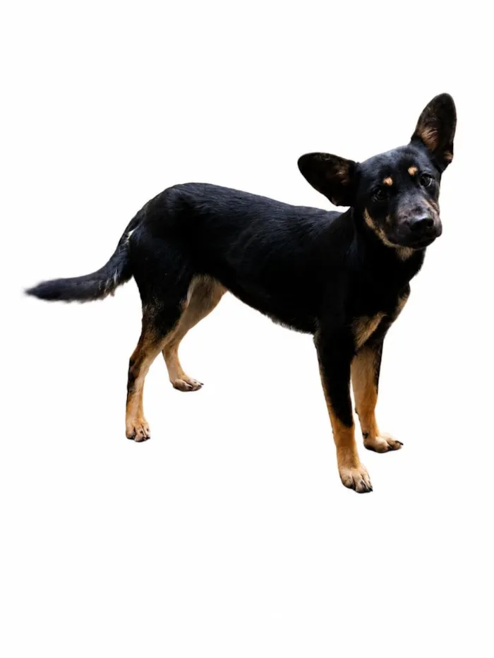 Cachorro raça SRD-ViraLata idade 2 a 6 meses nome Meg