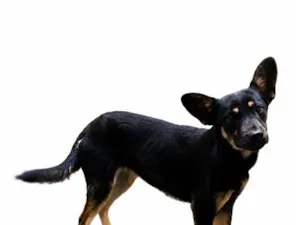 Cachorro raça SRD-ViraLata idade 2 a 6 meses nome Meg