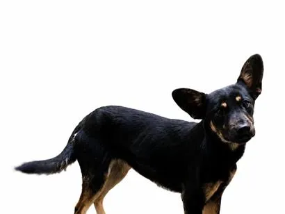 Cachorro raça SRD-ViraLata idade 2 a 6 meses nome Meg