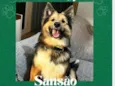 Sansão
