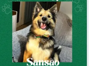 Cachorro raça SRD-ViraLata idade 7 a 11 meses nome Sansão