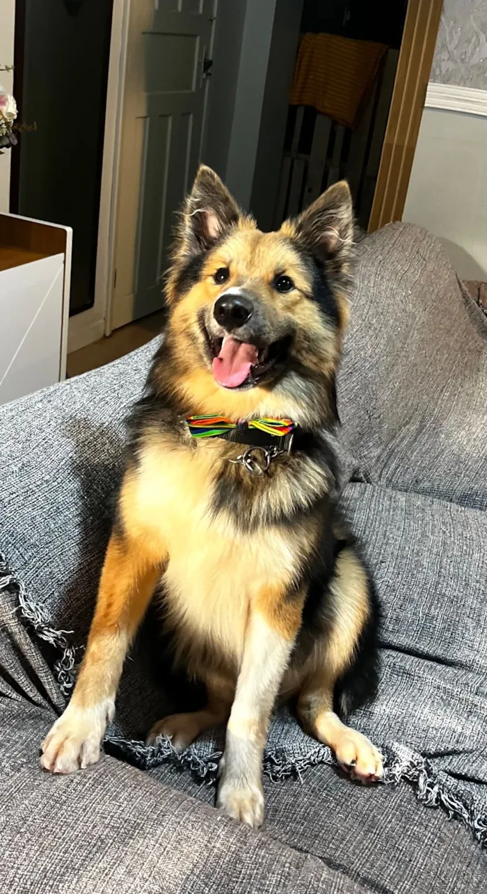 Cachorro raça SRD-ViraLata idade 7 a 11 meses nome Sansão