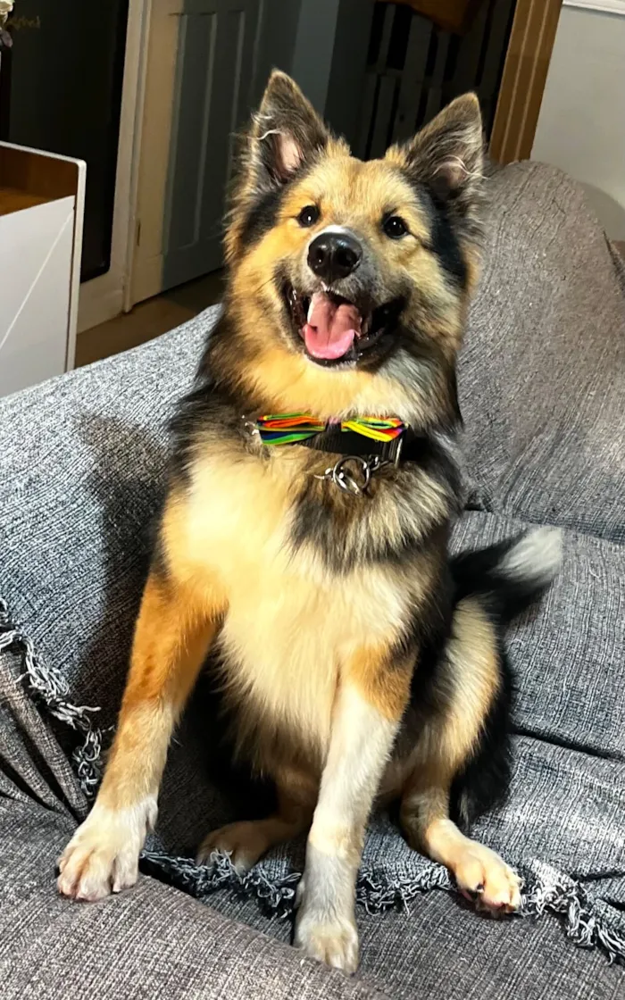 Cachorro raça SRD-ViraLata idade 7 a 11 meses nome Sansão