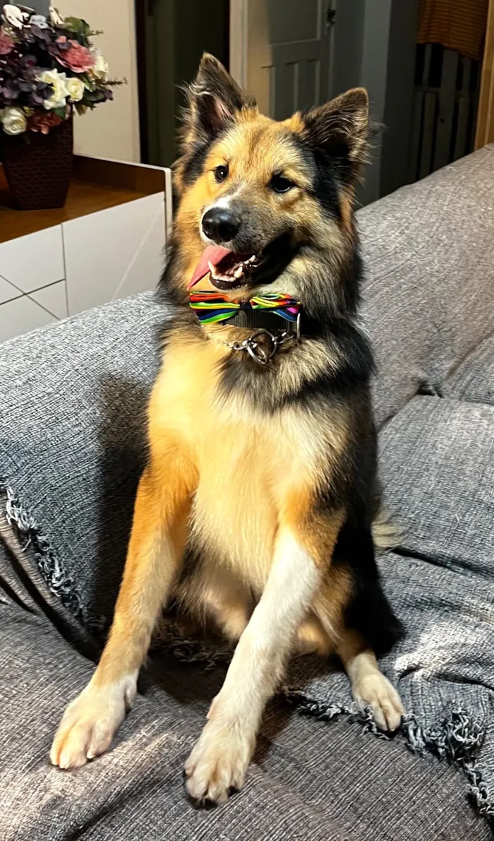Cachorro raça SRD-ViraLata idade 7 a 11 meses nome Sansão