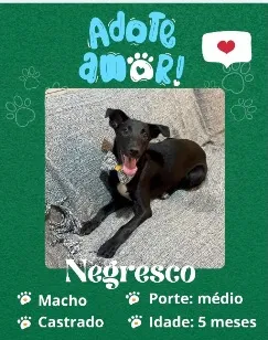 Cachorro raça SRD-ViraLata idade 7 a 11 meses nome Negresco
