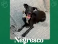 Negresco