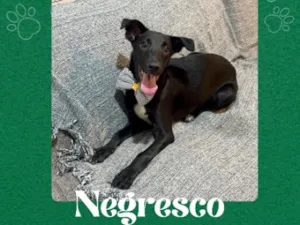 Cachorro raça SRD-ViraLata idade 7 a 11 meses nome Negresco