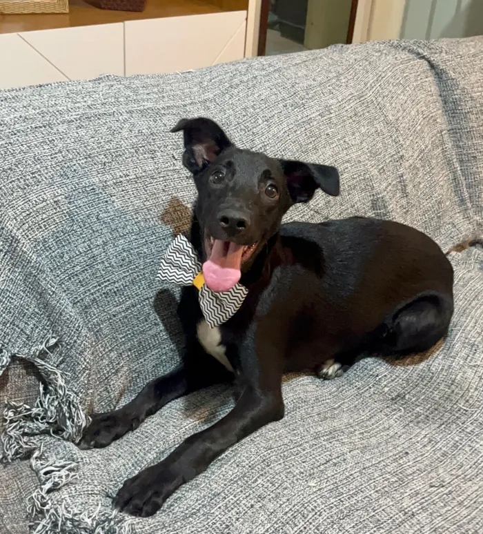 Cachorro raça SRD-ViraLata idade 7 a 11 meses nome Negresco
