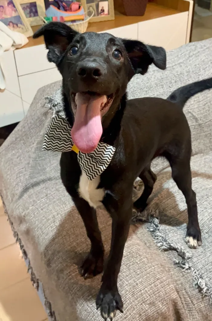 Cachorro raça SRD-ViraLata idade 7 a 11 meses nome Negresco