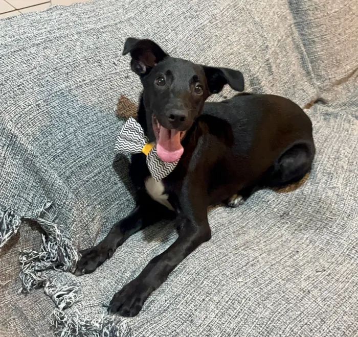 Cachorro raça SRD-ViraLata idade 7 a 11 meses nome Negresco