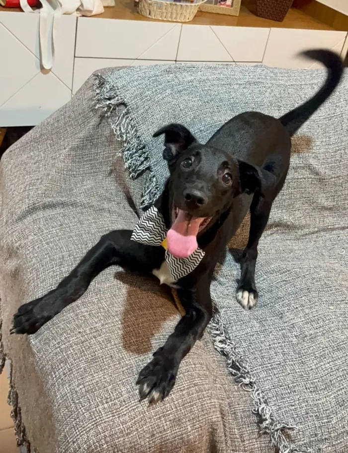 Cachorro raça SRD-ViraLata idade 7 a 11 meses nome Negresco
