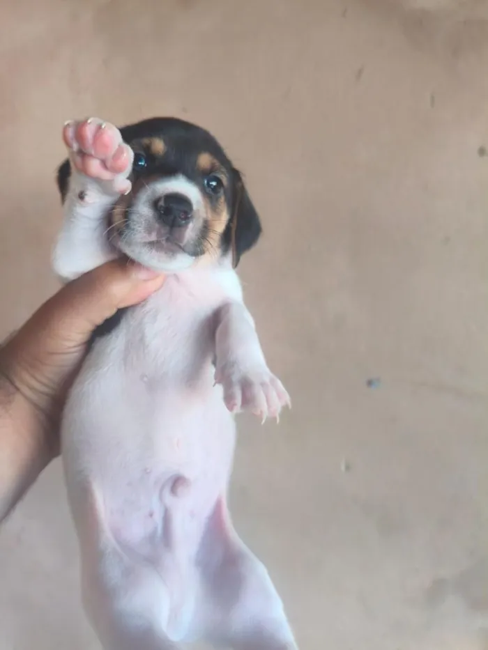 Cachorro raça SRD-ViraLata idade Abaixo de 2 meses nome doação urgente 
