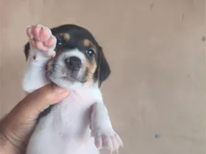 Cachorro raça SRD-ViraLata idade Abaixo de 2 meses nome doação urgente 