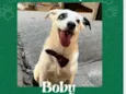 Boby