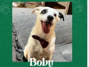 Cachorro raça SRD-ViraLata idade 3 anos nome Boby