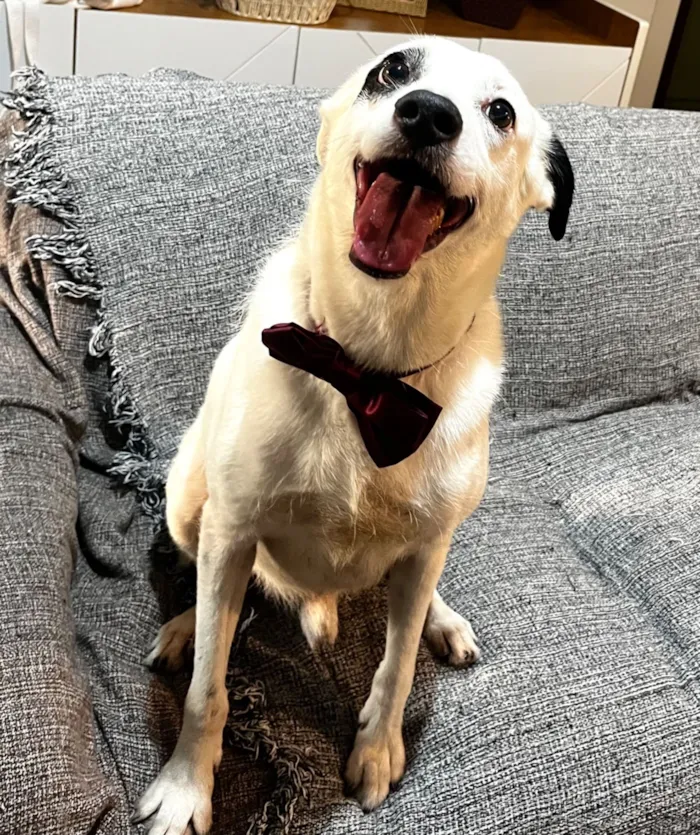 Cachorro raça SRD-ViraLata idade 3 anos nome Boby