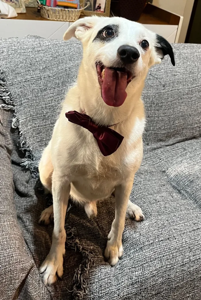 Cachorro raça SRD-ViraLata idade 3 anos nome Boby