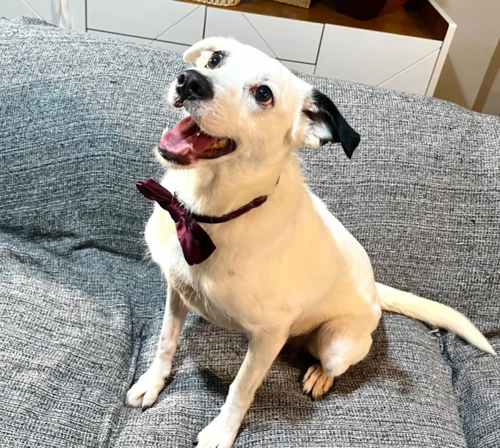 Cachorro raça SRD-ViraLata idade 3 anos nome Boby