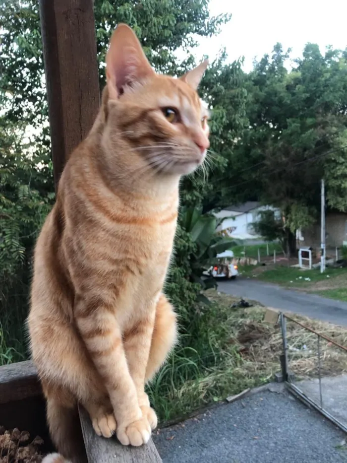 Gato raça SRD-ViraLata idade 3 anos nome Gohan