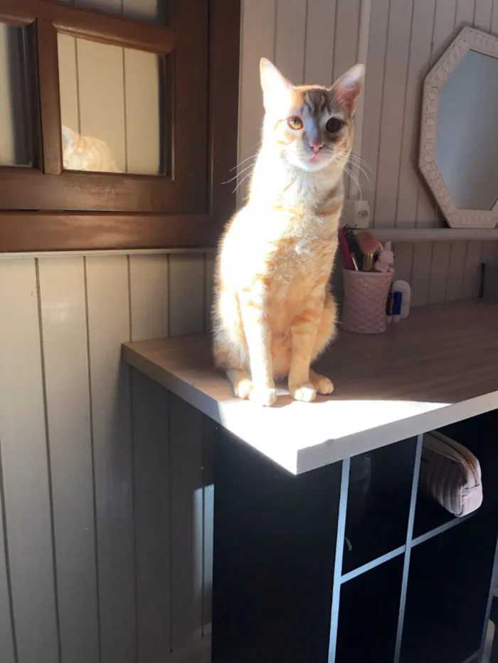 Gato raça SRD-ViraLata idade 3 anos nome Gohan