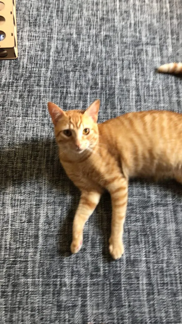 Gato raça SRD-ViraLata idade 3 anos nome Gohan