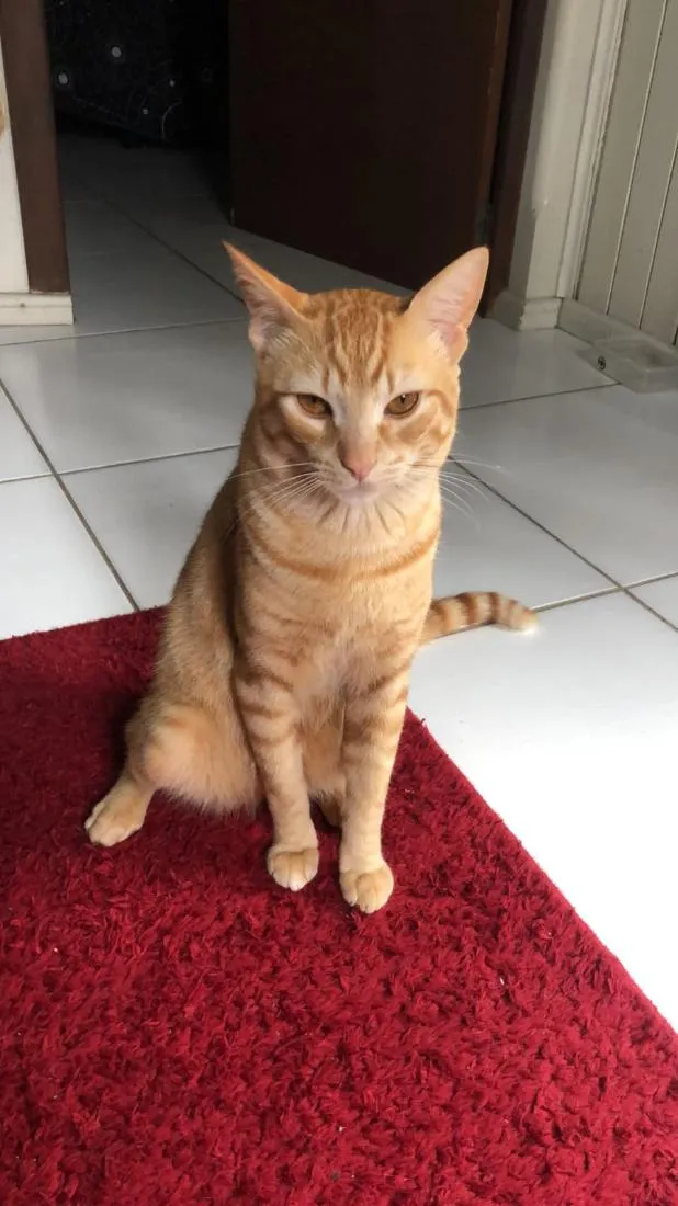 Gato raça SRD-ViraLata idade 3 anos nome Gohan