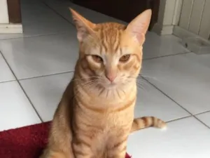 Gato raça SRD-ViraLata idade 3 anos nome Gohan