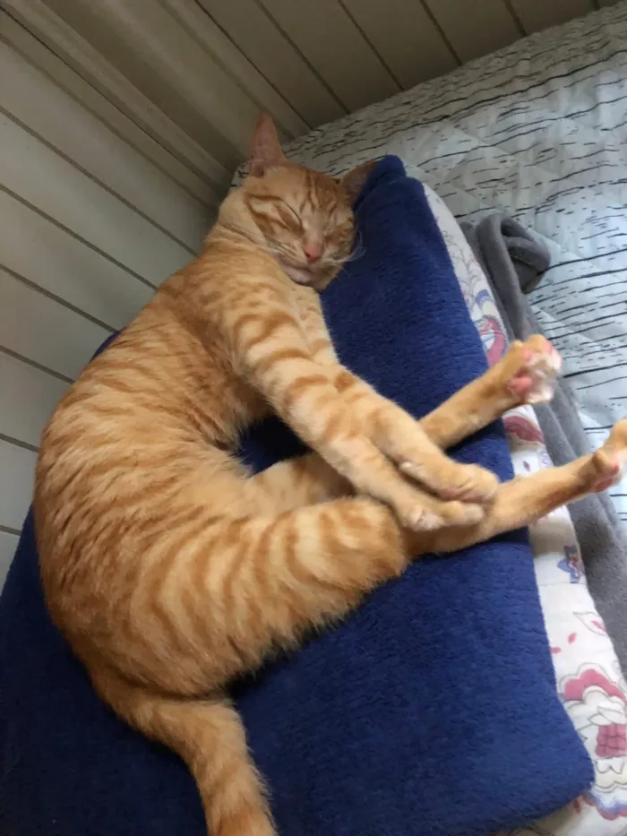 Gato raça SRD-ViraLata idade 3 anos nome Gohan