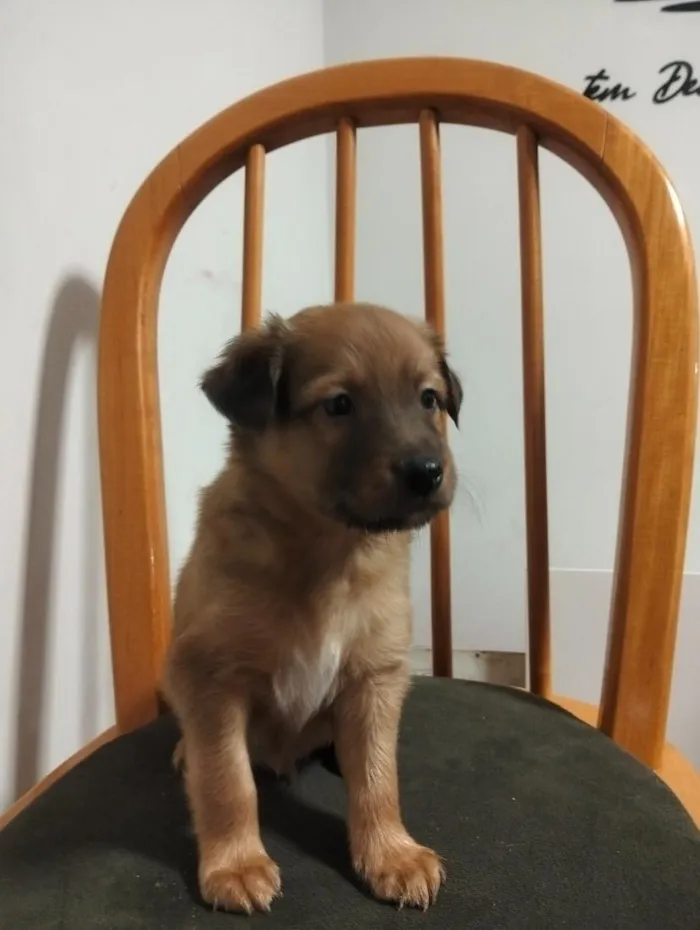 Cachorro raça SRD-ViraLata idade Abaixo de 2 meses nome sem nomes