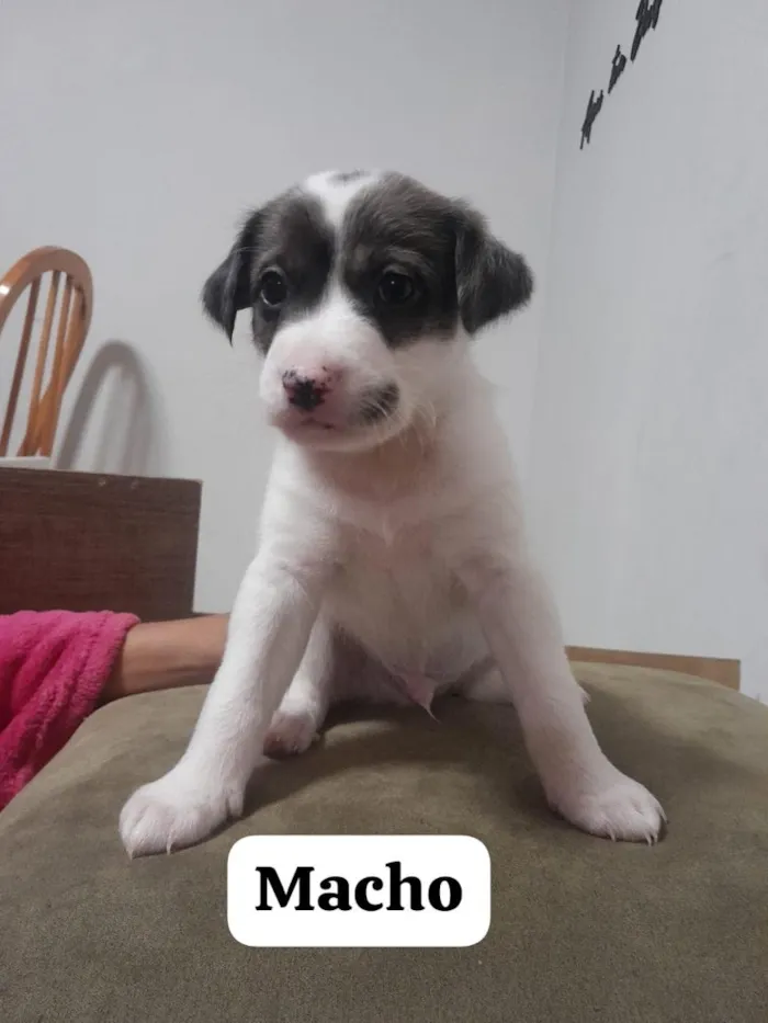 Cachorro raça SRD-ViraLata idade Abaixo de 2 meses nome sem nomes