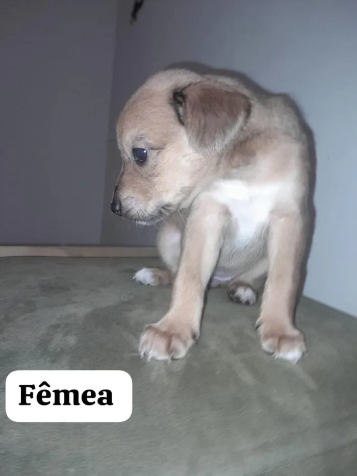 Cachorro raça SRD-ViraLata idade Abaixo de 2 meses nome sem nomes