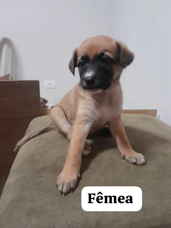 Cachorro raça SRD-ViraLata idade Abaixo de 2 meses nome sem nomes