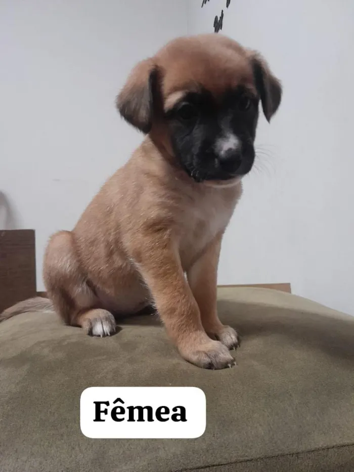 Cachorro raça SRD-ViraLata idade Abaixo de 2 meses nome sem nomes