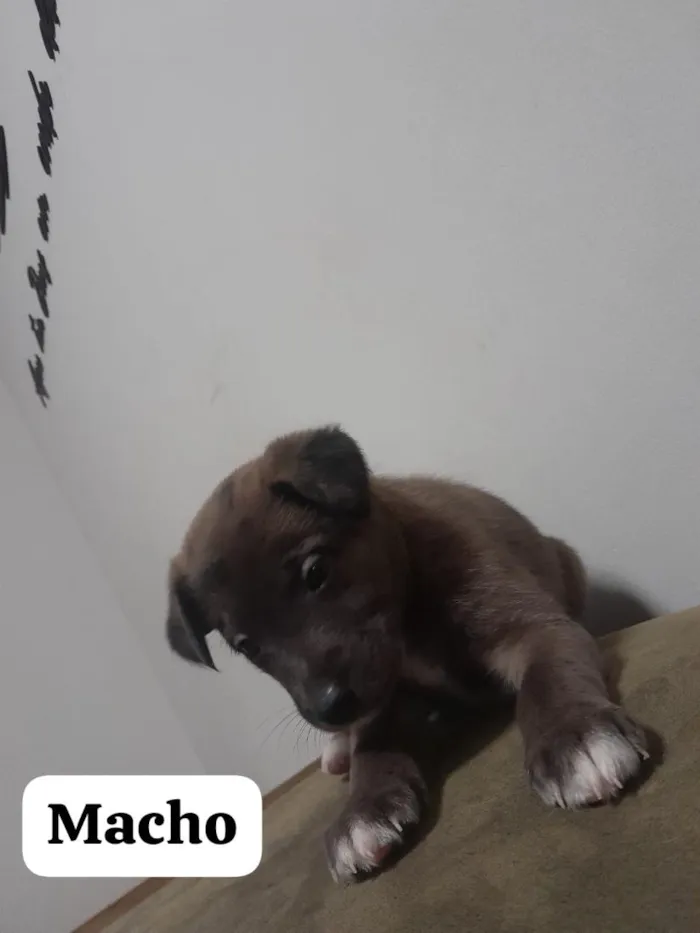 Cachorro raça SRD-ViraLata idade Abaixo de 2 meses nome sem nomes