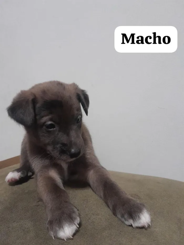 Cachorro raça SRD-ViraLata idade Abaixo de 2 meses nome sem nomes