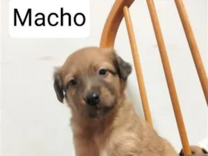 Cachorro raça SRD-ViraLata idade Abaixo de 2 meses nome sem nomes