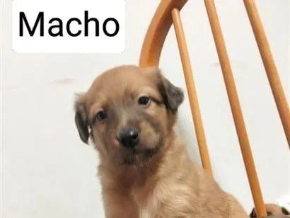 Cachorro raça SRD-ViraLata idade Abaixo de 2 meses nome sem nomes