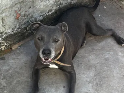 Cachorro raça Pit-Bull idade 3 anos nome Luky