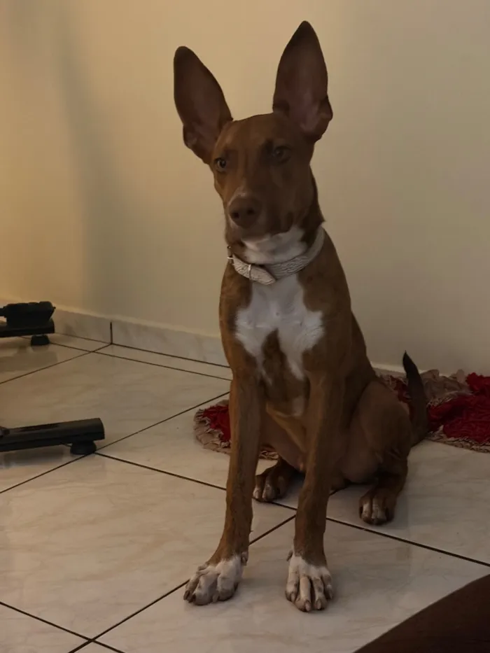 Cachorro raça SRD-ViraLata idade 7 a 11 meses nome Mailow
