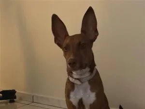Cachorro raça SRD-ViraLata idade 7 a 11 meses nome Mailow
